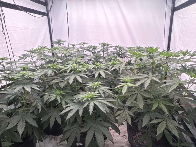 Multi strain grow. Week 7