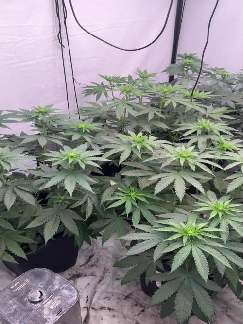 Multi strain grow