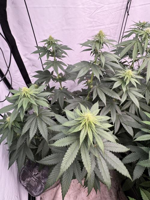 Multi strain grow. Week 8 - Papaya frosting 