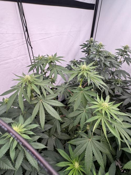 Multi strain grow. Week 8 - Jawbreaker 