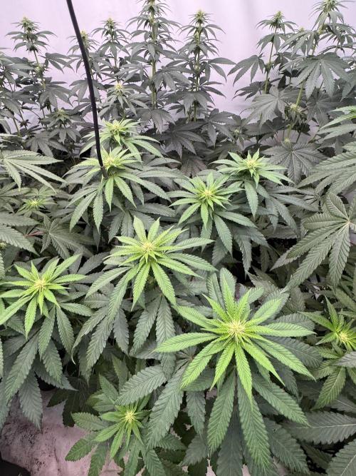 Multi strain grow. Week 8 - Lemon cherry gelato