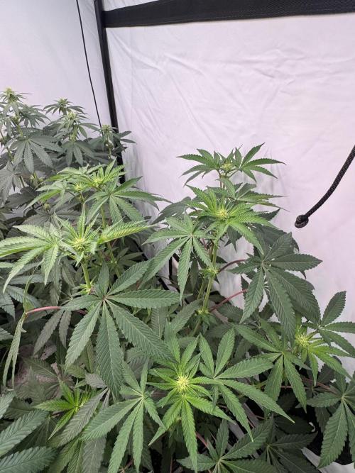 Multi strain grow. Week 8 - Jawbrekaer 
