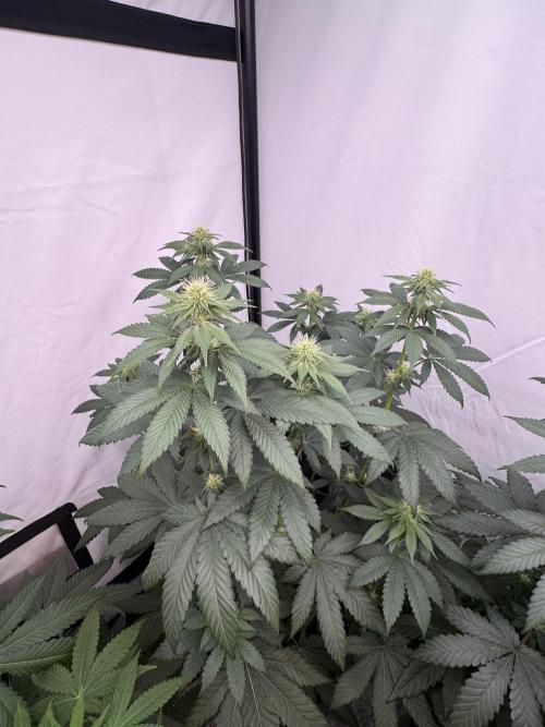 Multi strain grow. Week 8 - Cherry poppers 