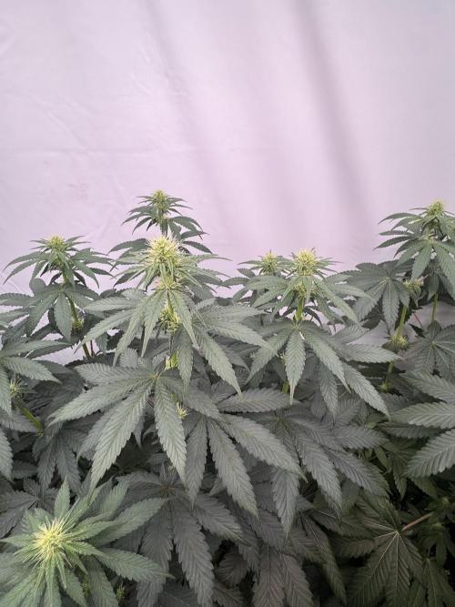 Multi strain grow. Week 8 - Cherry poppesrn