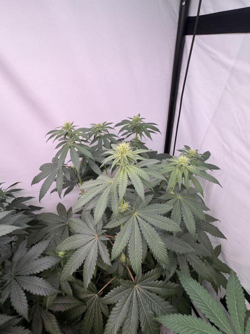 Multi strain grow. Week 8 - Cherry hopers 