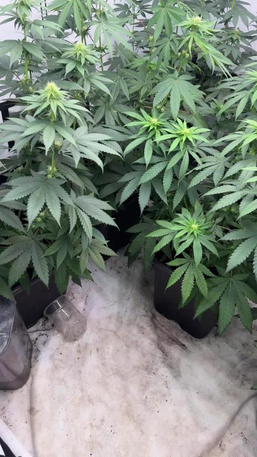 Multi strain grow
