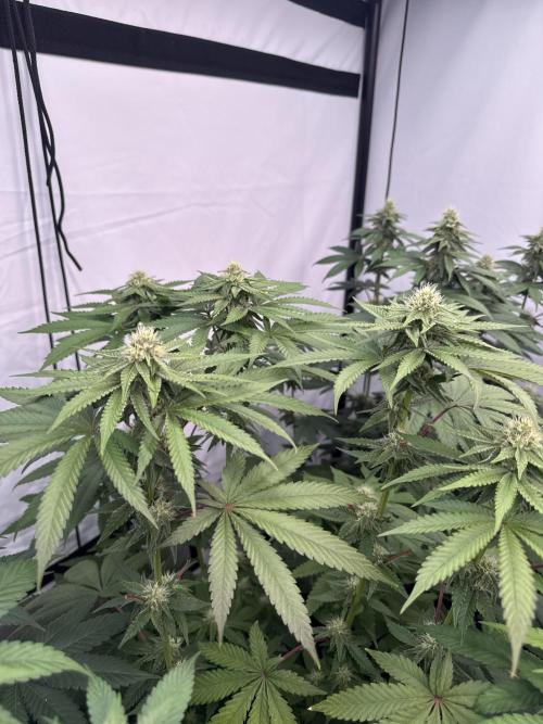Multi strain grow. Week 9 - Jawbreakkerr 