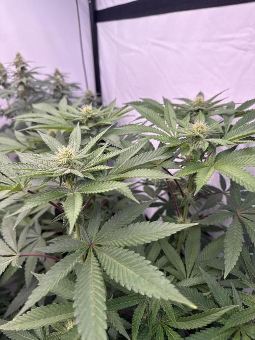 Multi strain grow. Week 9 - Jawbreaker