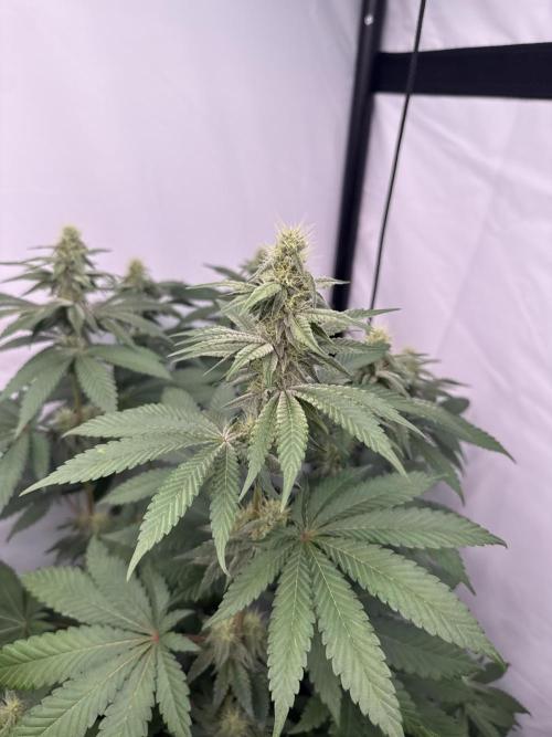Multi strain grow. Week 9 - Cherry popperrs 