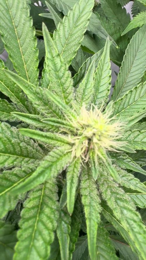 Multi strain grow