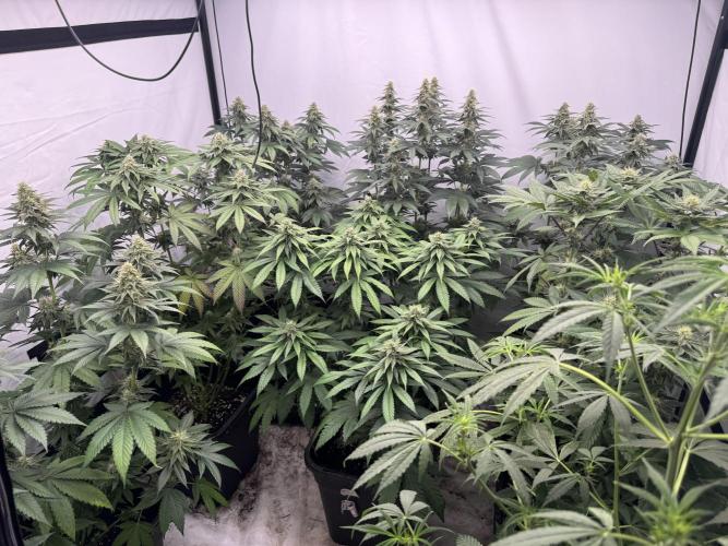 Multi strain grow. Week 10