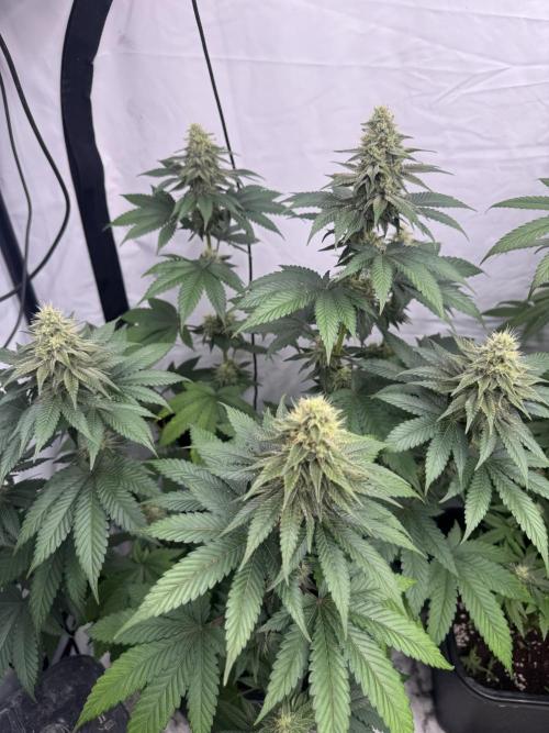Multi strain grow. Week 10