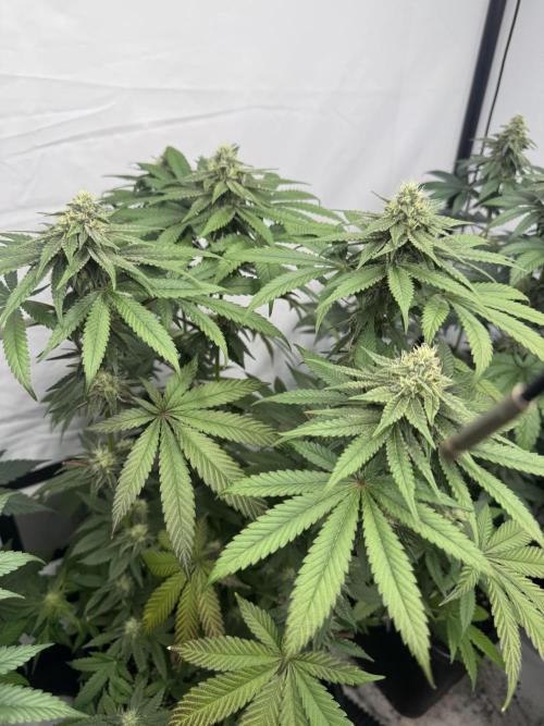 Multi strain grow. Week 10