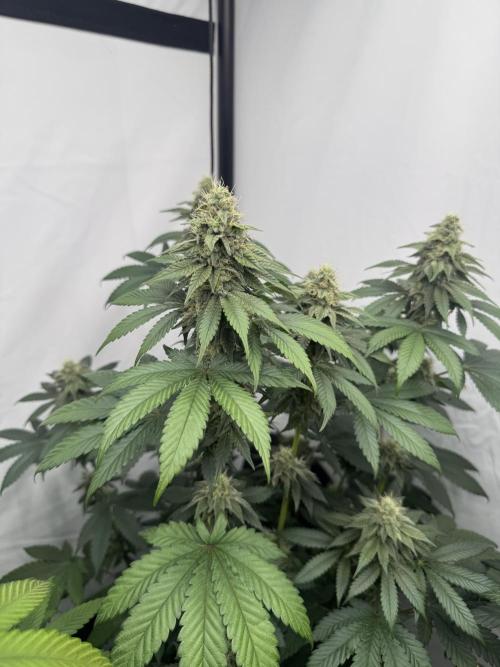 Multi strain grow. Week 10