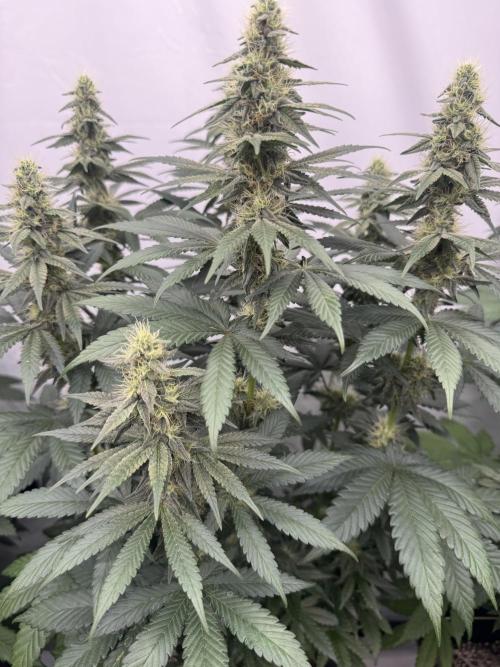 Multi strain grow. Week 10