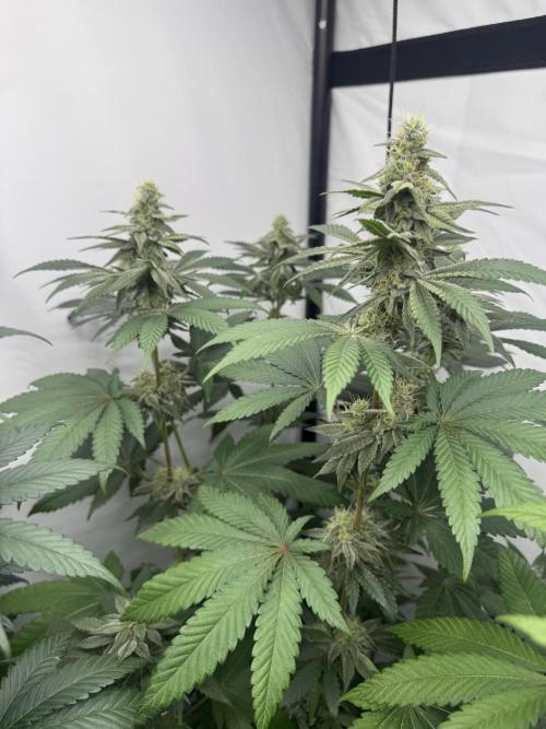 Multi strain grow. Week 10