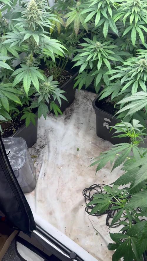 Multi strain grow