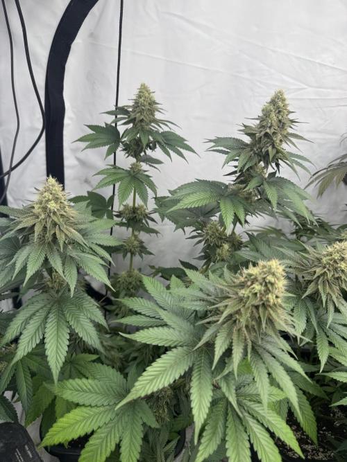 Multi strain grow. Week 11 - Papay frosting 
