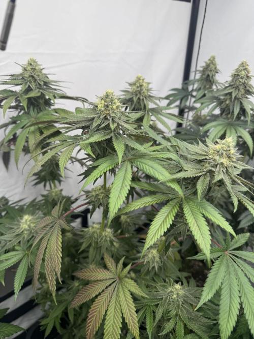 Multi strain grow. Week 11 - Jawbreaaker 