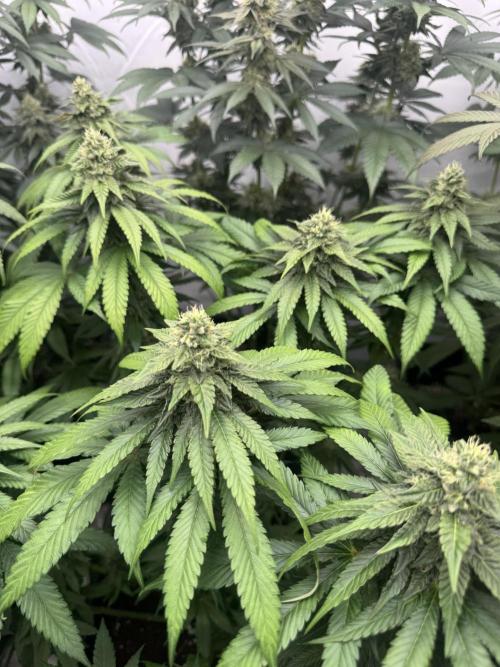 Multi strain grow. Week 11 - Lemon cherry gelato