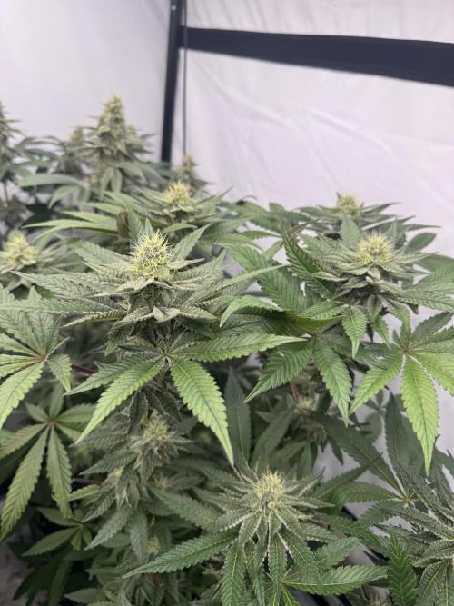 Multi strain grow. Week 11 - Jawbreakker