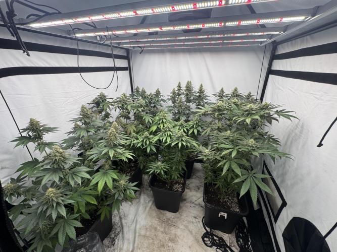 Multi strain grow. Week 11