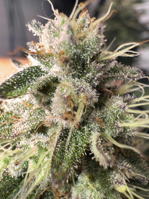 Multi strain grow. Week 11 - Papaya frosting up close 