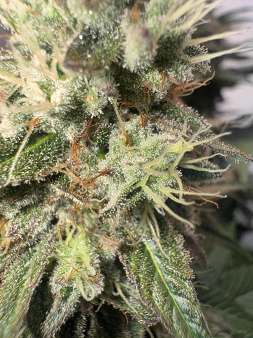 Multi strain grow. Week 11 - Papaya frosting up close 
