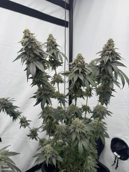 Multi strain grow. Week 12 - Cherry poppers before chop