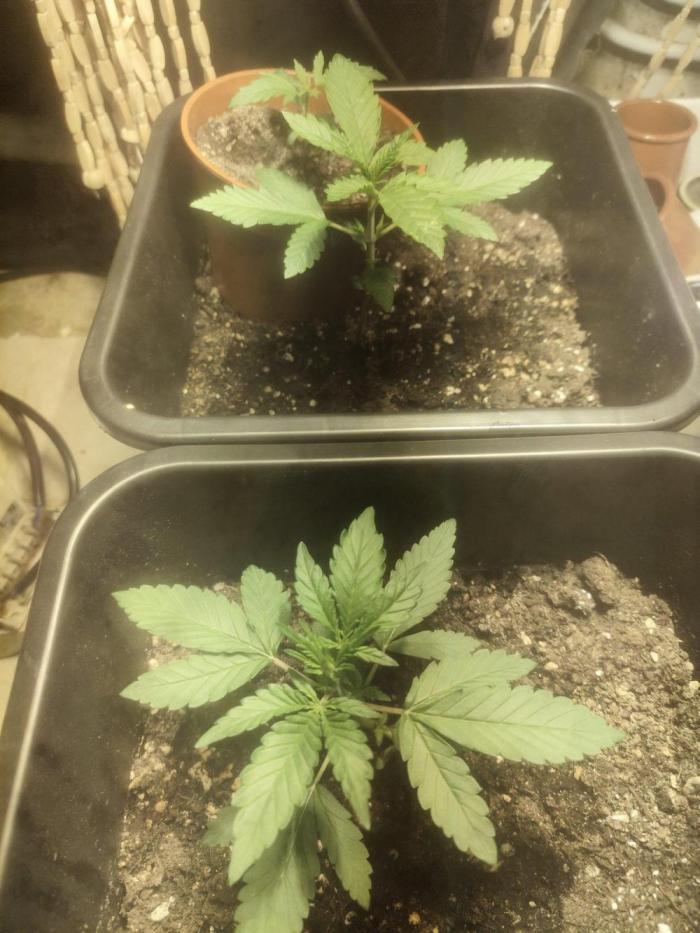 Critical Bilbo og punch xxl. Week 2 - Elle ont bien grandi sa suit sont cours...
