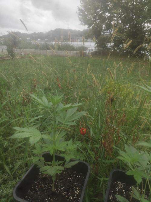 Critical Bilbo og punch xxl. Week 3