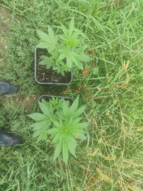 Critical Bilbo og punch xxl. Week 3