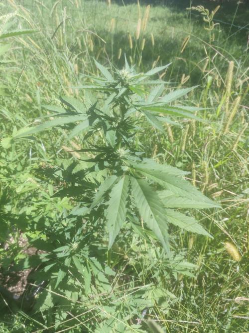 Critical Bilbo og punch xxl. Week 4