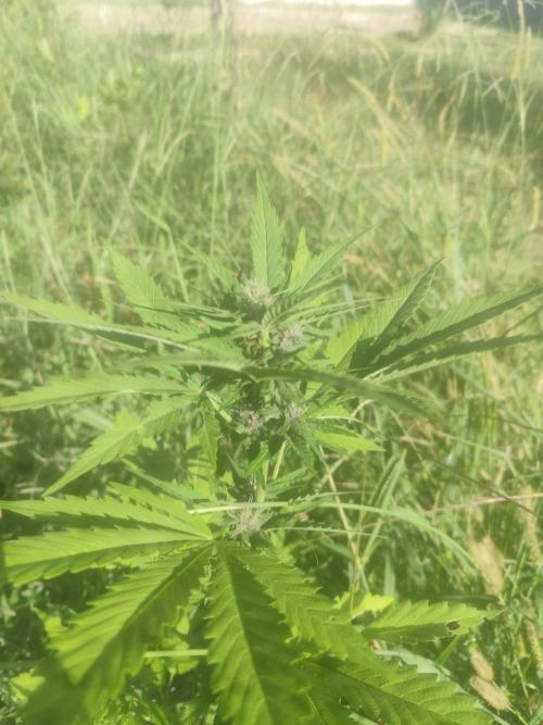 Critical Bilbo og punch xxl. Week 5