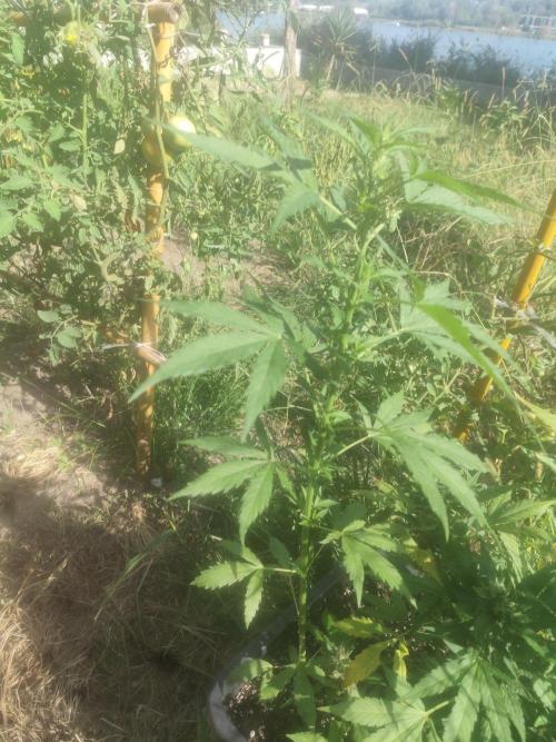 Critical Bilbo og punch xxl. Week 5