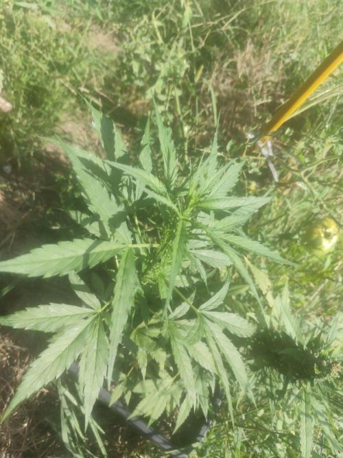 Critical Bilbo og punch xxl. Week 5