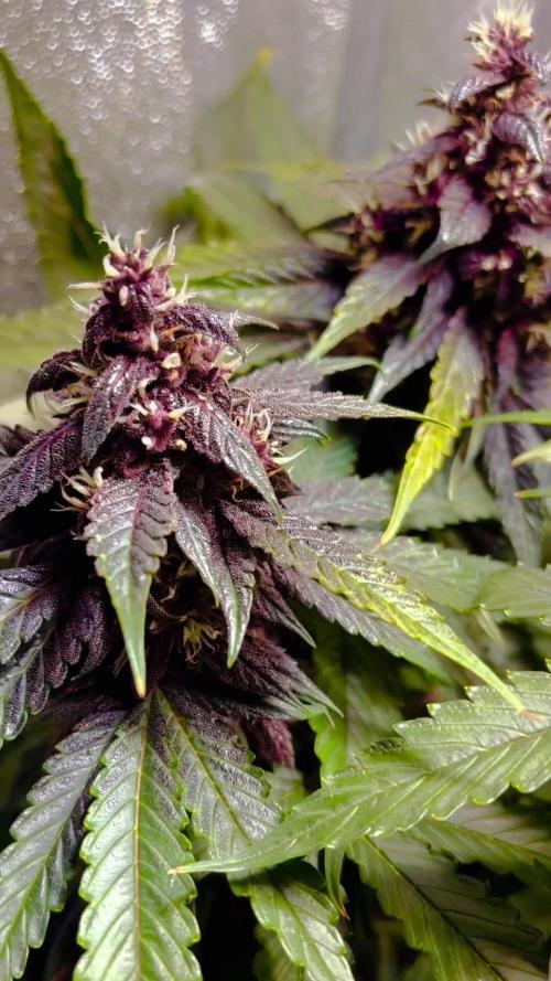 LED 150W: Purplematic/CBD 20:1/Pink Kush [All THC 0.3-0.6% Strains]