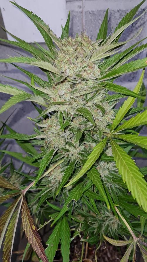 Juicy Fruit