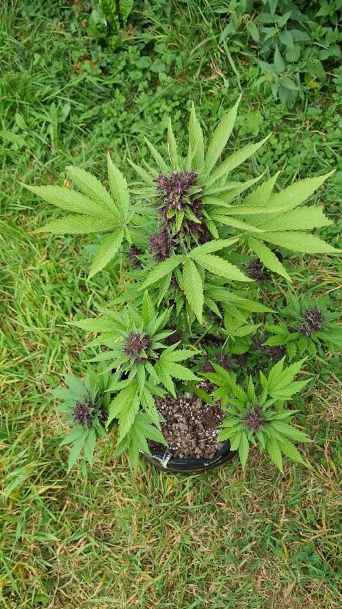 Blackberry Yes Please!