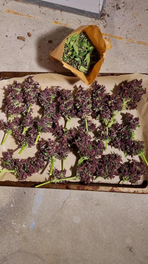 Blackberry Yes Please!