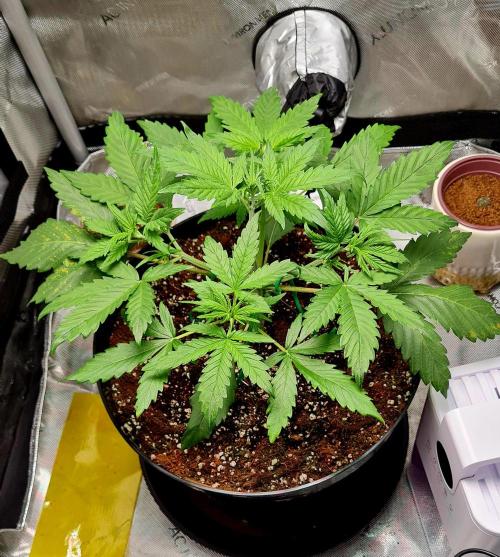 Zing Me 😊. Week 4