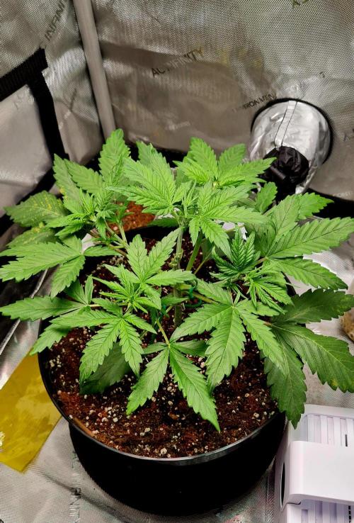 Zing Me 😊. Week 4