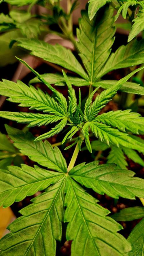 Zing Me 😊. Week 4