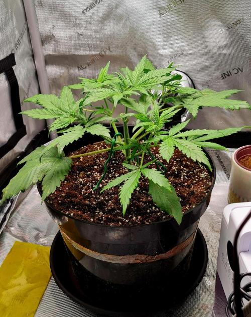 Zing Me 😊. Week 4