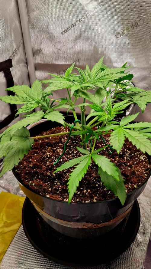 Zing Me 😊. Week 4