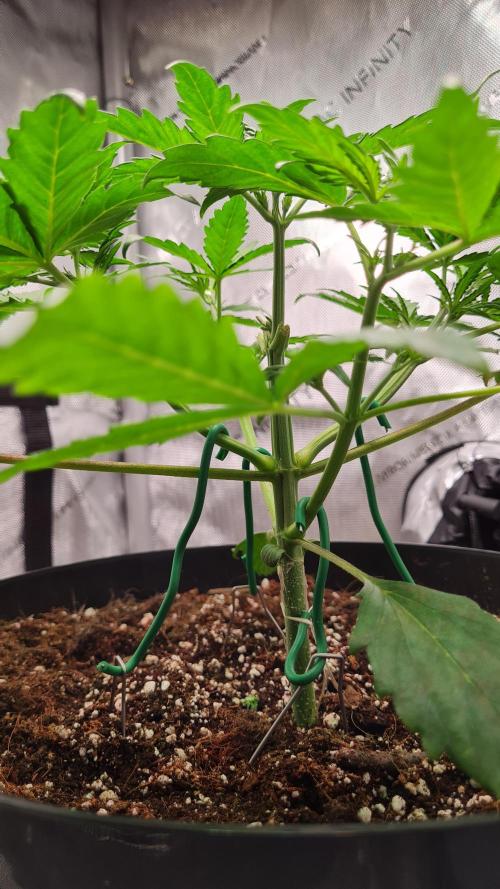 Zing Me 😊. Week 4