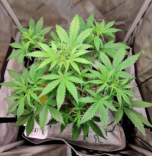 Zing Me 😊. Week 5