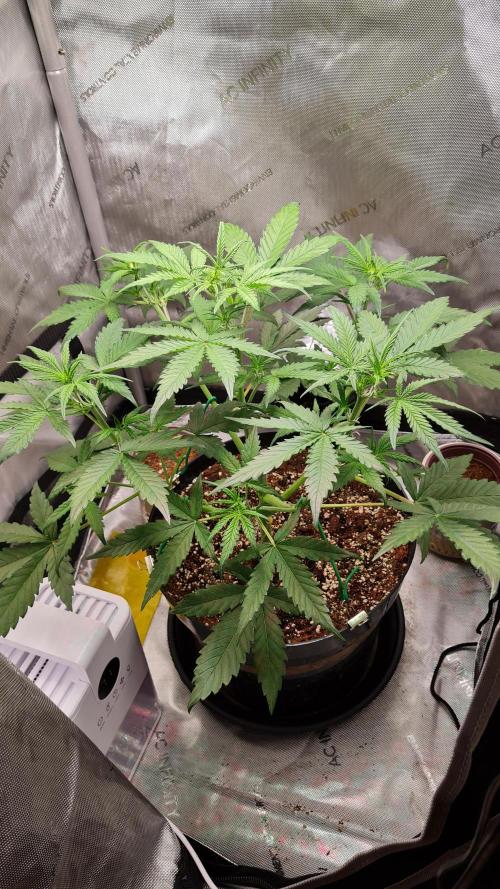 Zing Me 😊. Week 5