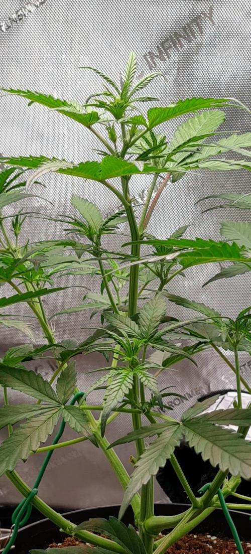 Zing Me 😊. Week 5