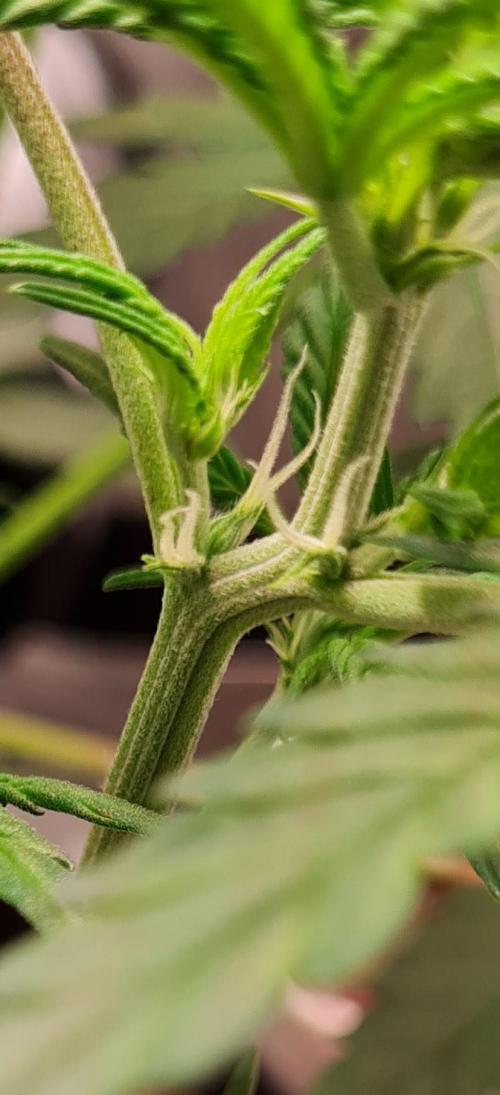 Zing Me 😊. Week 5